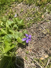 Viola sororia