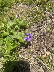 Viola sororia