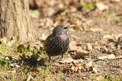 Sturnus vulgaris