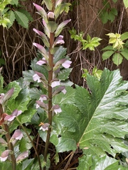 Acanthus mollis