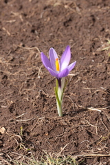 Crocus neapolitanus