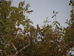 Corythaixoides concolor concolor