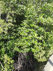 Rhizophora apiculata