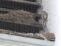 Passer domesticus domesticus
