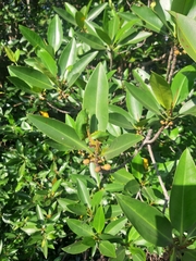 Rhizophora apiculata