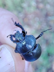 Chelotrupes