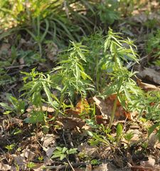 Ranunculus cassubicus