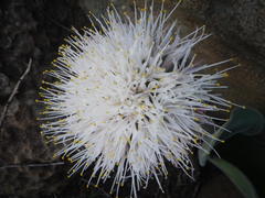 Haemanthus humilis hirsutus