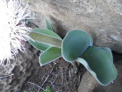Haemanthus humilis hirsutus