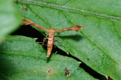 Nippoptilia cinctipedalis