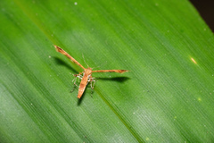 Nippoptilia cinctipedalis