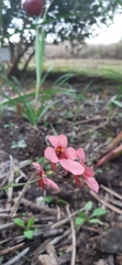Diascia integerrima