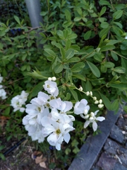 Exochorda