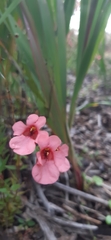 Diascia integerrima