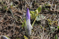 Crocus neapolitanus