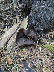 Plicaria endocarpoides