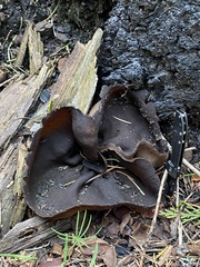 Plicaria endocarpoides