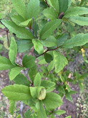 Crataegus opaca