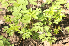 Aegopodium podagraria