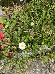 Bellis perennis