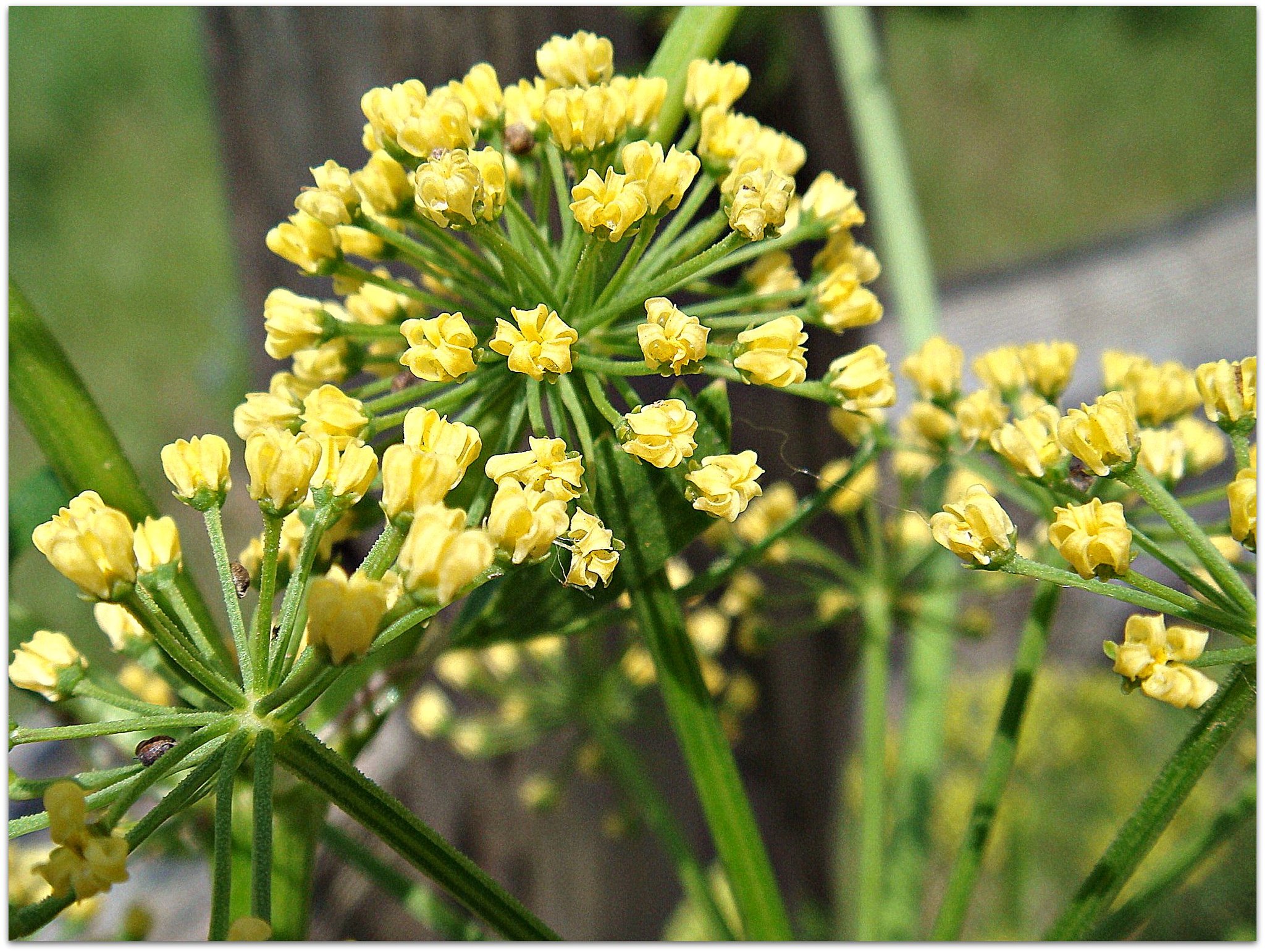 Polytaenia