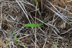 Babiana angustifolia