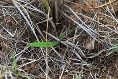 Babiana angustifolia