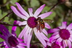 Chrysotoxum triarcuatum