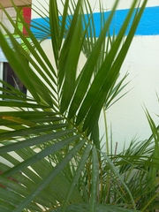 Arecaceae