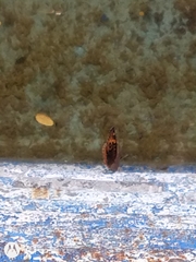 Junonia genoveva hilaris