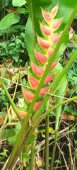 Heliconia wagneriana image