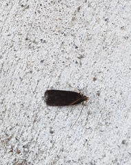 Lecithocera micromela