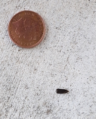 Lecithocera micromela