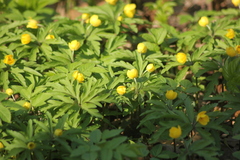 Anemonoides ranunculoides