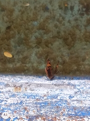 Junonia genoveva hilaris