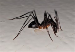 Camponotus etiolipes