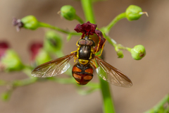 Chrysotoxum triarcuatum