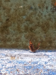 Junonia genoveva hilaris