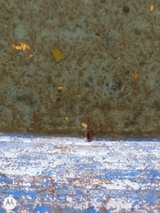 Junonia genoveva hilaris