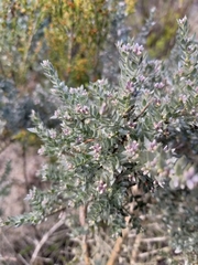 Amphithalea violacea