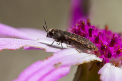 Acmaeodera cisti