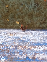 Junonia genoveva hilaris