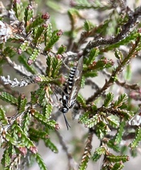 Empria candidata