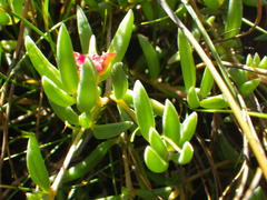 Delosperma obtusum