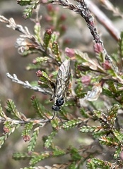 Empria candidata