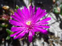 Delosperma obtusum