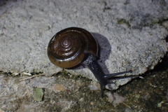 Macrochlamydinae