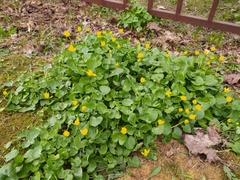 Ficaria verna