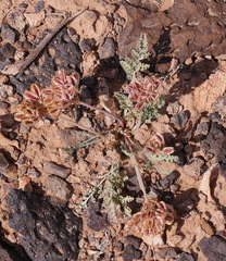Vesper constancei