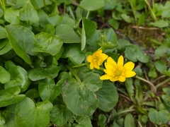 Ficaria verna